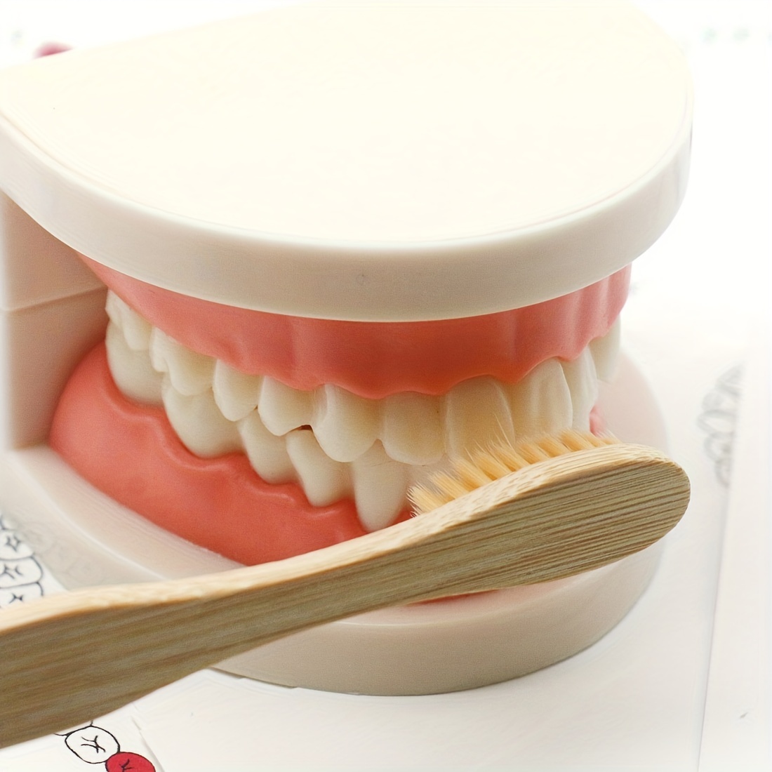 Montessori Tooth Model